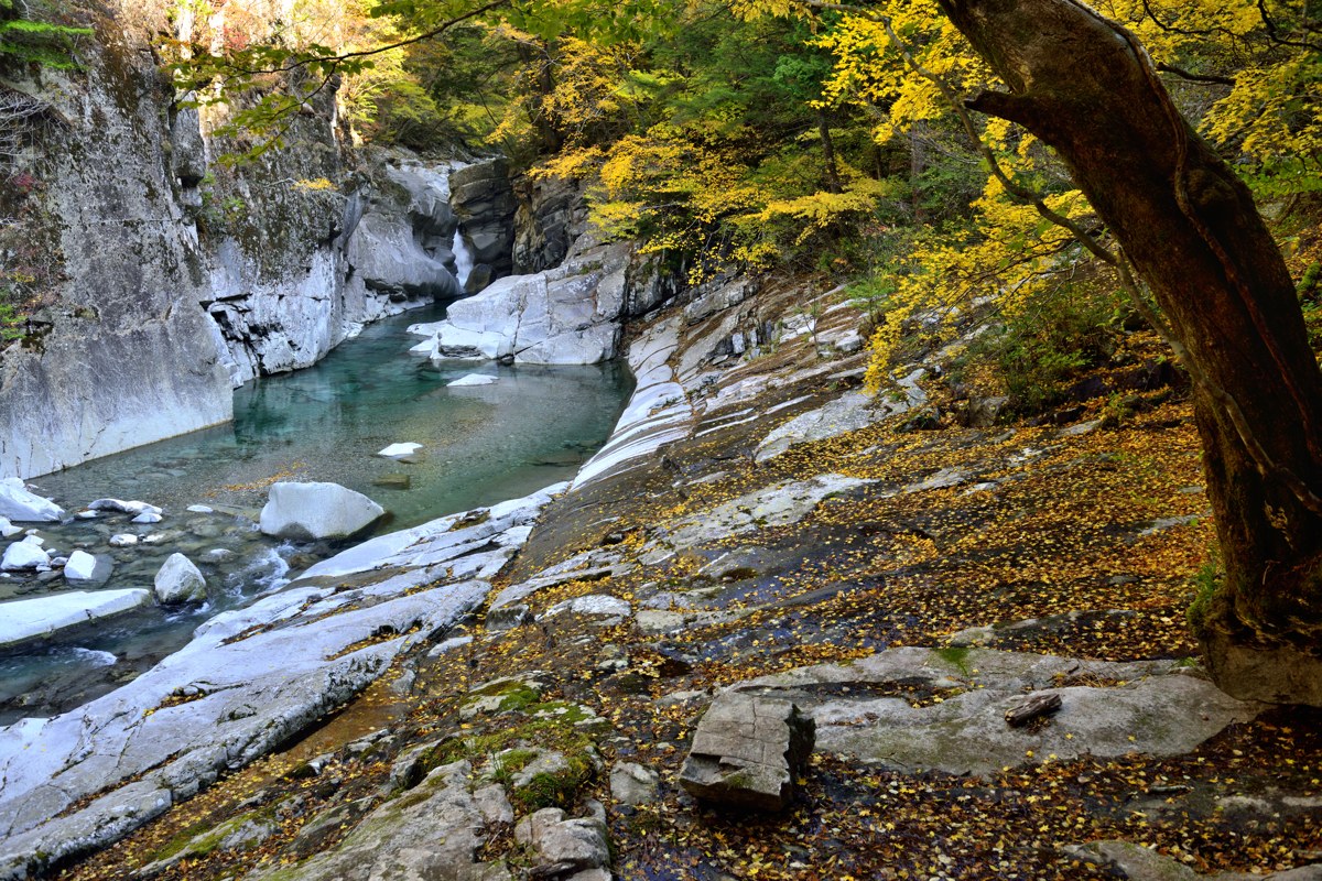 面河渓の紅葉