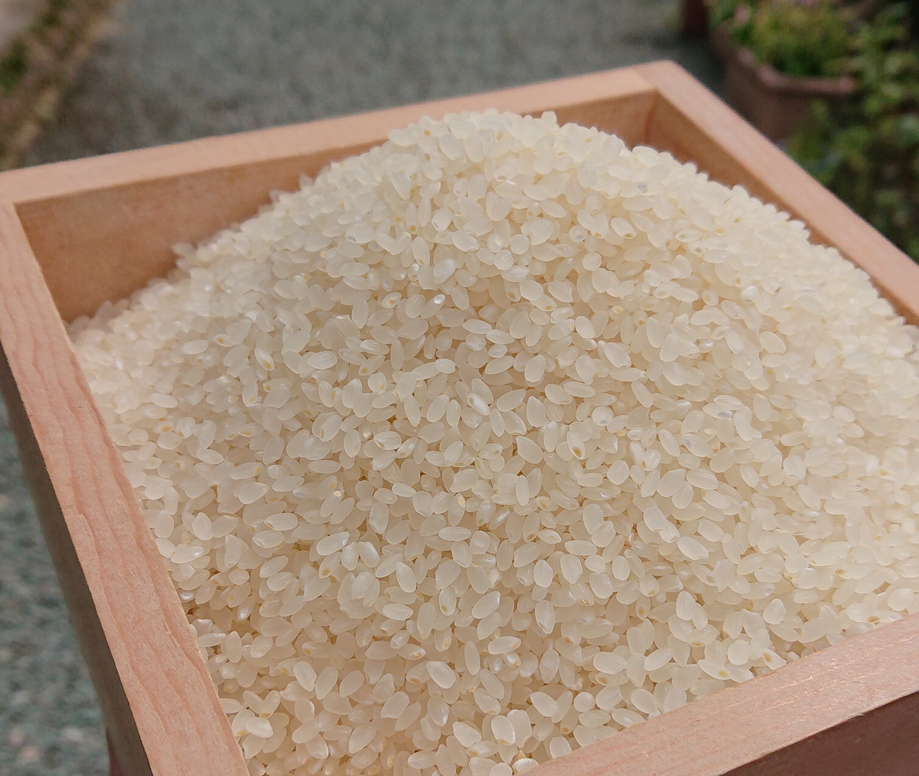 清流米